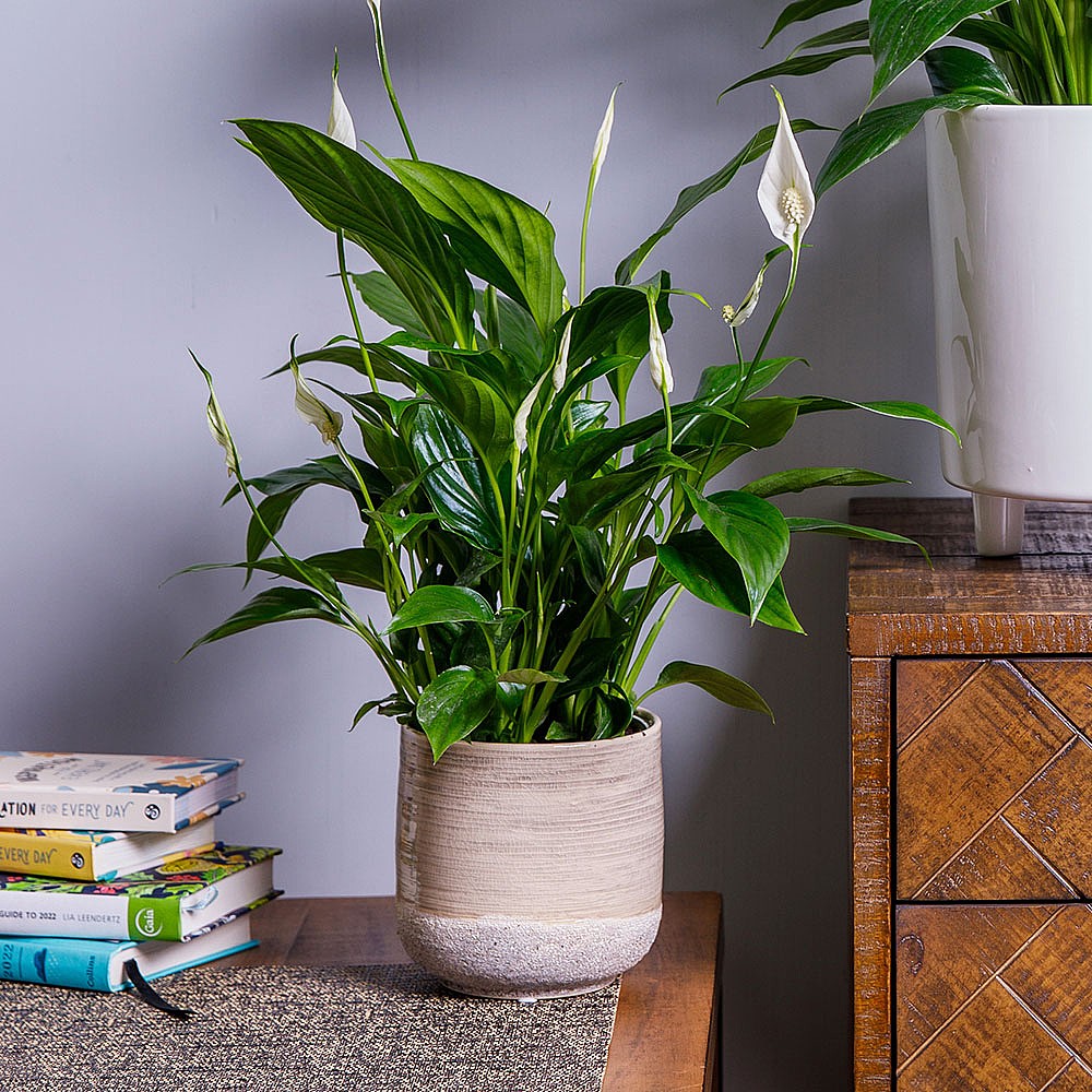PEACE LILY 
